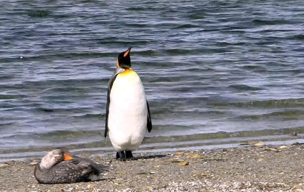 东福克兰岛一企鹅遇见鸭超紧张 小心翼翼避让