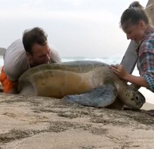 英国情侣海滩解救被困岩石间的巨型绿海龟