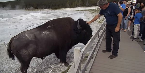 美国黄石公园一男游客不顾劝阻抚摸巨型野牛