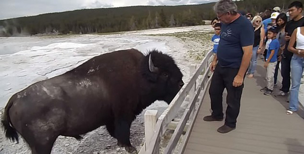 美国黄石公园一男游客不顾劝阻抚摸巨型野牛