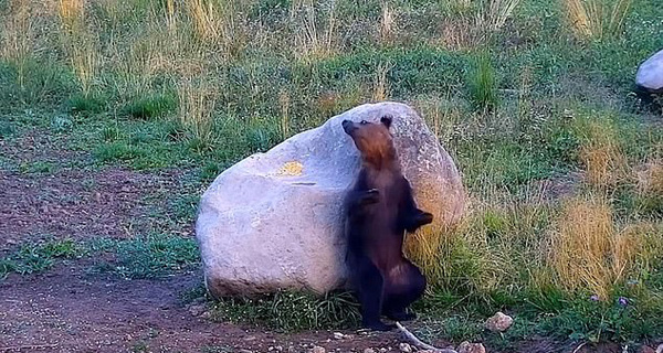 罗马尼亚一保护区内棕熊用石块挠痒 似展示精湛舞技