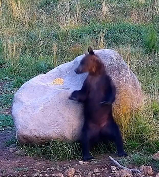 罗马尼亚一保护区内棕熊用石块挠痒 似展示精湛舞技