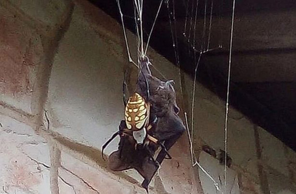美国女子拍惊人一幕：巨型蜘蛛织网猎杀蝙蝠