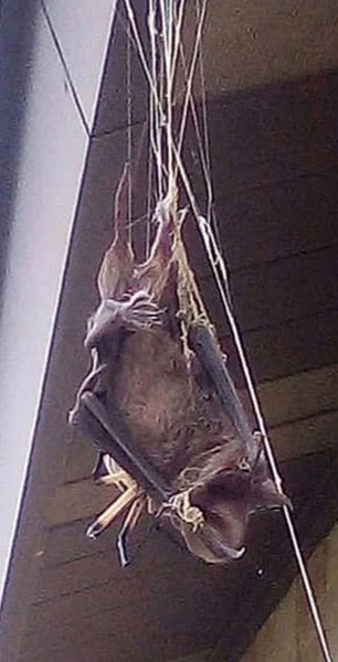 美国女子拍惊人一幕：巨型蜘蛛织网猎杀蝙蝠