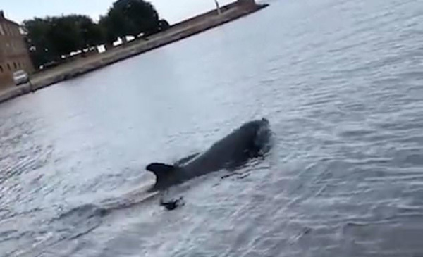 有趣！丹麦海豚将水母抛向空中似“耍杂技”