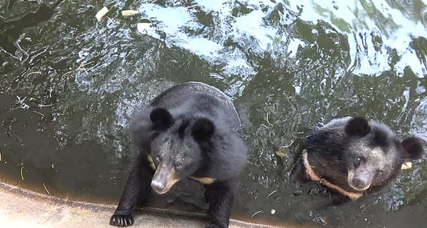 心碎！视频记录泰国动物园黑熊在围栏内痛苦挣扎