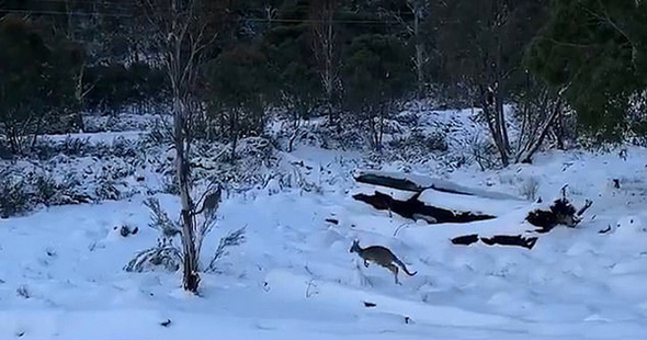 澳大利亚遇罕见大雪 袋鼠集体出动雪地撒欢