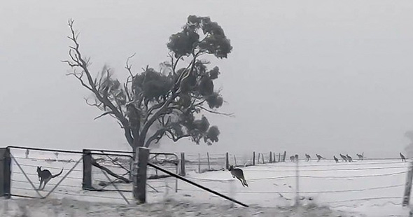 澳大利亚遇罕见大雪 袋鼠集体出动雪地撒欢