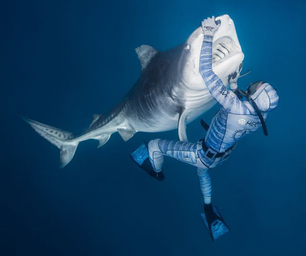 法国潜水员被称“鲨语者” 轻轻一碰可控制鲨鱼