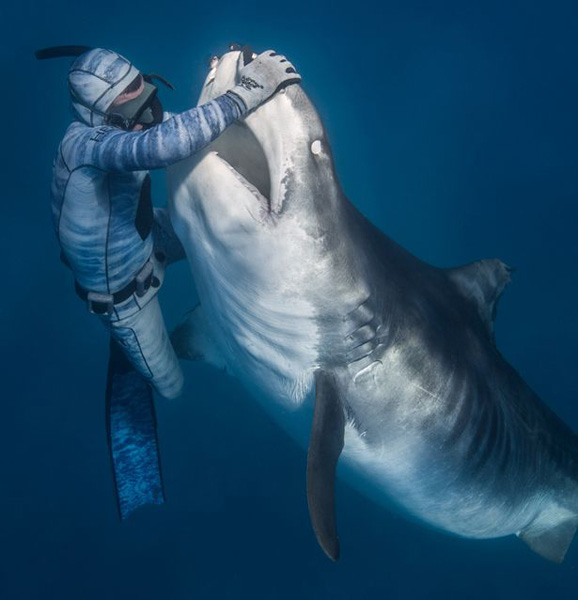 法国潜水员被称“鲨语者” 轻轻一碰可控制鲨鱼