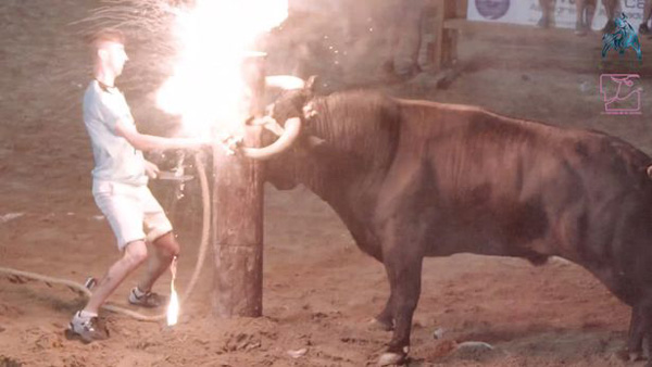 残忍！西班牙公牛牛角被套上金属支架并点火