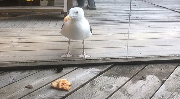 瑞典一只海鸥试图透过玻璃窗吃披萨 无功而返