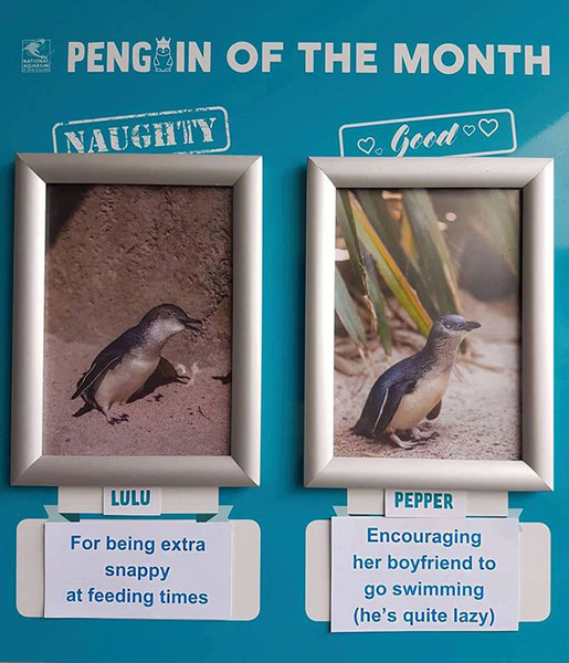 新西兰水族馆每月评选“最佳”和“最淘气”企鹅
