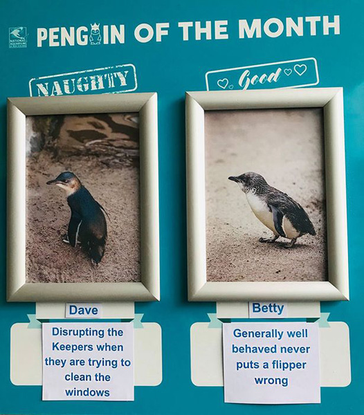 新西兰水族馆每月评选“最佳”和“最淘气”企鹅