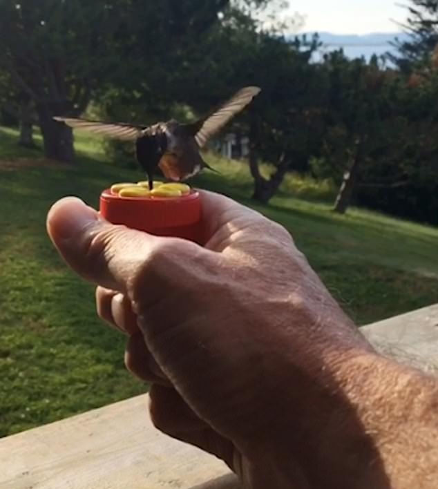 罕见！加拿大一男子手持花蜜成功吸引蜂鸟吸食