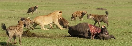 肯尼亚鬣狗群狮口抢食 雄狮寡不敌众只得放弃美餐
