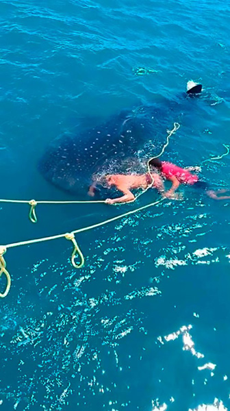 墨西哥两男子骑在鲸鲨背上“冲浪”引发众怒