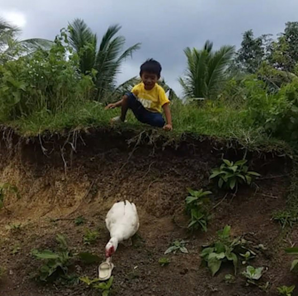 萌化人心！菲律宾一男孩鞋子掉泥里 热心鸭子帮忙捡回