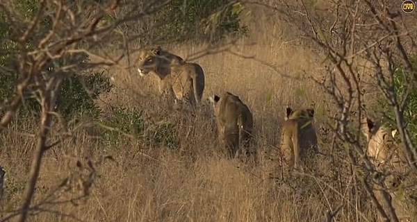 惊险！南非向导追踪狮子足迹 未发现狮群就在眼前