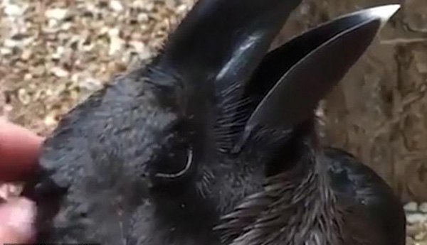 挪威一男子发布迷惑视频 分不清是兔还是乌鸦