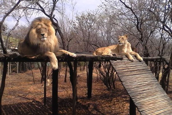 南非一养狮人遭狮子袭击 三只狮子均被射杀