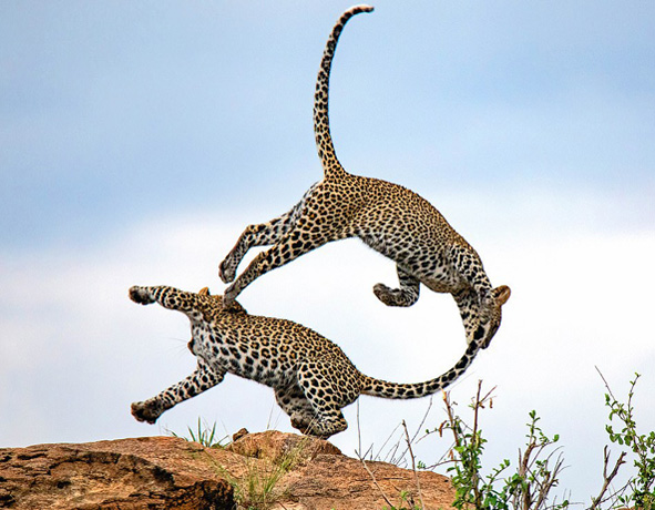 肯尼亚自然保护区一对美洲豹上演“杂技”秀