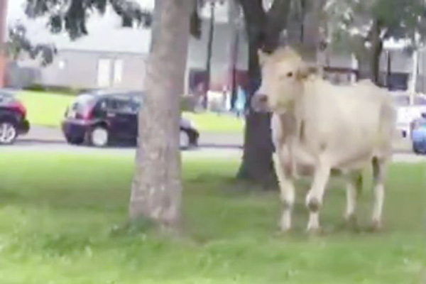 英国一头牛逃出屠宰场街头自由奔跑 警方无奈将其射杀