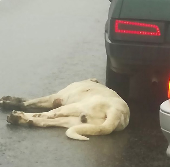 俄罗斯一宠物狗被主人栓在车后拖行 路人报警解救