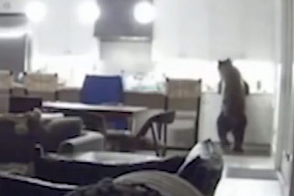 美国加州一野熊为觅食半夜闯民居 吓坏屋内少年
