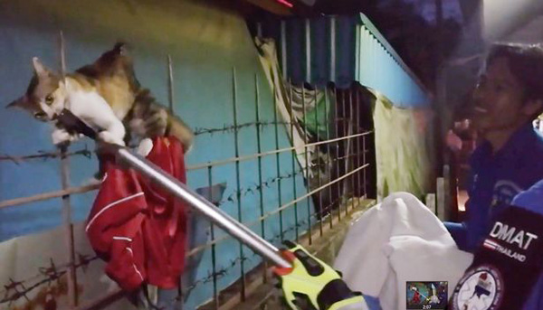 九条命！泰国流浪猫身体被金属栏杆刺穿幸运生还