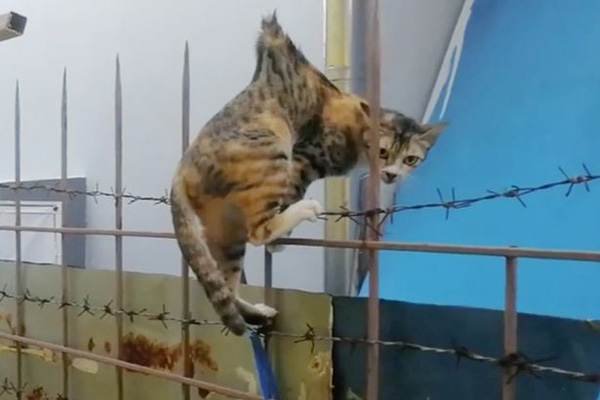九条命！泰国流浪猫身体被金属栏杆刺穿幸运生还