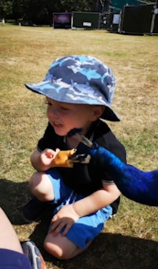 英国一只孔雀从3岁男童嘴边抢走食物 遭男童追回