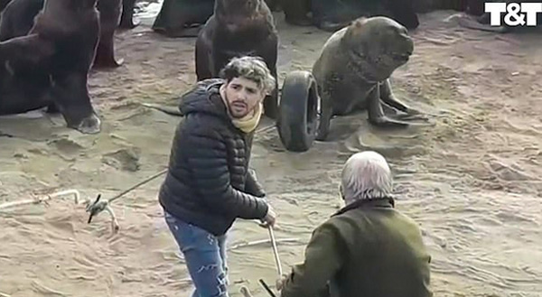 阿根廷一海狮遭轮胎卡头 志愿者成功救援