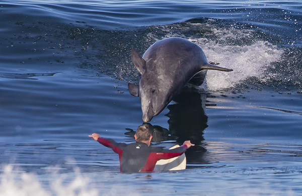 壮观！美国男子曼哈顿海滩冲浪 险些与海豚相撞