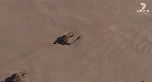 澳大利亚40只袋鼠为躲避山火跳海不幸死亡 横尸海滩