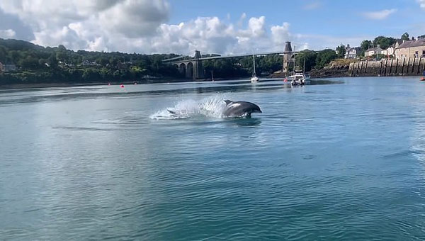 英国浅水海域罕见出现宽吻海豚 跃出海面似表演特技