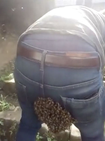 笑岔气！印度一群蜜蜂在小伙臀部筑巢