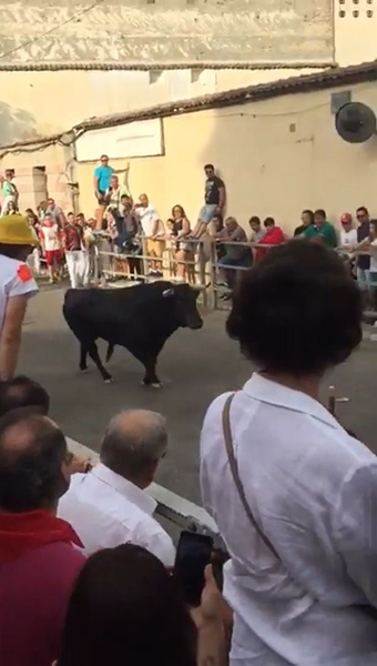 西班牙奔牛活动中男子被困栏杆上 遭公牛反复攻击