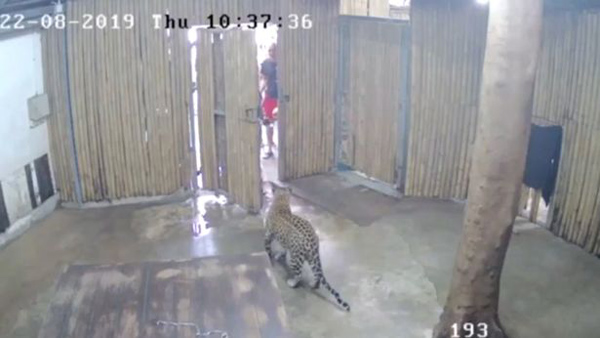 泰国动物园豹子袭击两岁男孩 致其颧骨骨折