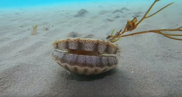 疯狂的扇贝！澳海域一只扇贝以惊人的速度在海底移动