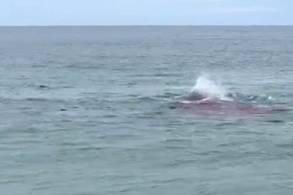 美海边一大白鲨撕咬海豹 游客目睹胆战心惊