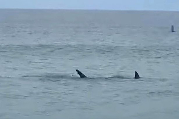 美海边一大白鲨撕咬海豹 游客目睹胆战心惊