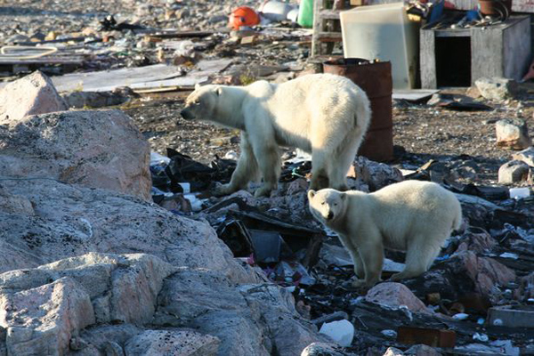 格陵兰岛北极熊上街觅食造成恐慌 居民开枪射击