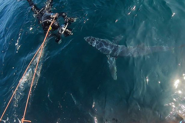 英国一浮潜者发现数条大鲨鱼及海豚近海游泳