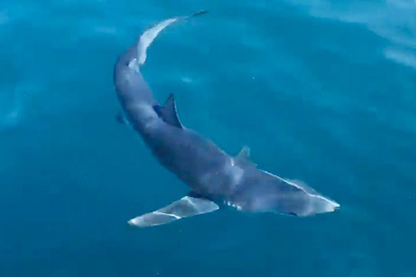 英国一浮潜者发现数条大鲨鱼及海豚近海游泳