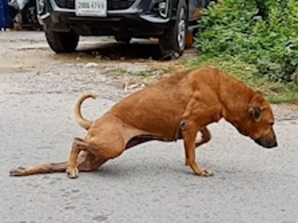 汪星影帝！泰国一流浪狗为骗吃的街头装瘸腿
