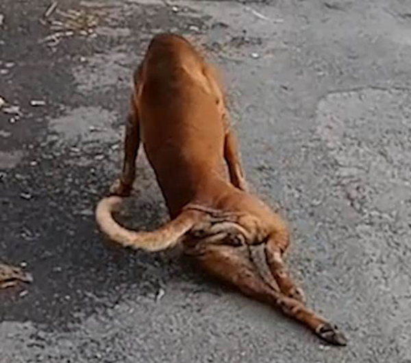 汪星影帝！泰国一流浪狗为骗吃的街头装瘸腿