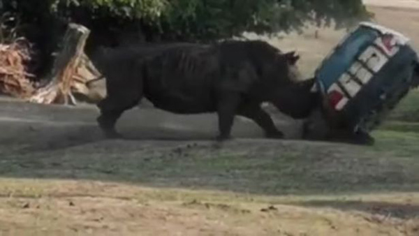 震惊！德国野生动物园一暴躁犀牛攻击汽车