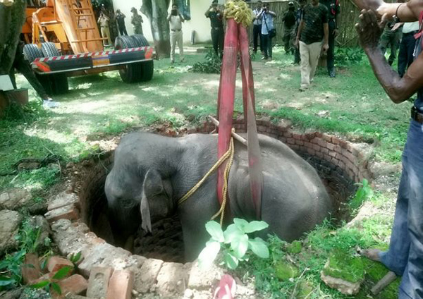 印度一大象被困深井 军人出动起重机救援