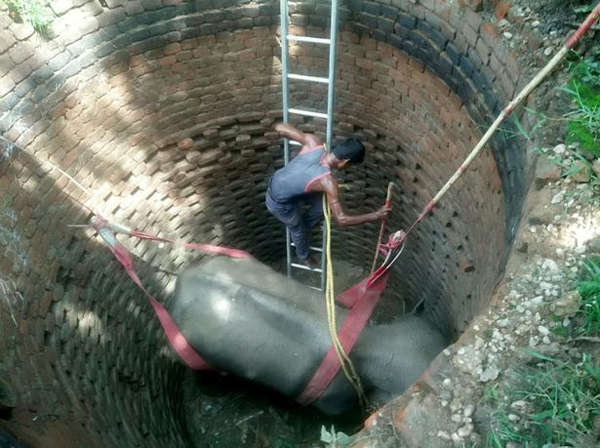印度一大象被困深井 军人出动起重机救援